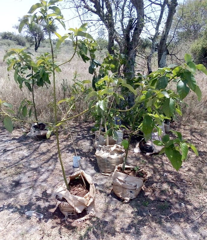Trees for planting 2020 09